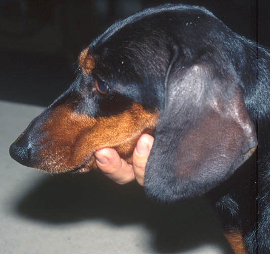 Dachshund with classical pinal alopecia. The affected skin is hyperpigmented