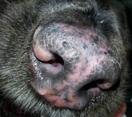 Depigmentation and erytham of nasal planum