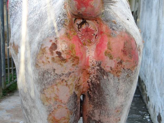 Horse with bullous pemphigoid. The photo shows extensive areas of alopecia, deep erosions and ulceration on the anal ring and extending to adjacent skin. Depigmented and smooth sites correspond to sites healing areas.