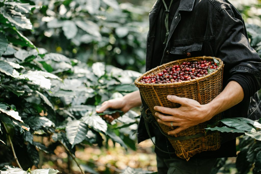 Image of person picking coffee berries