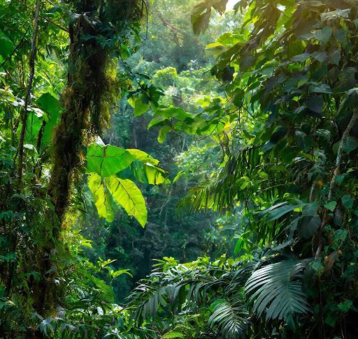 Image of dense jungle