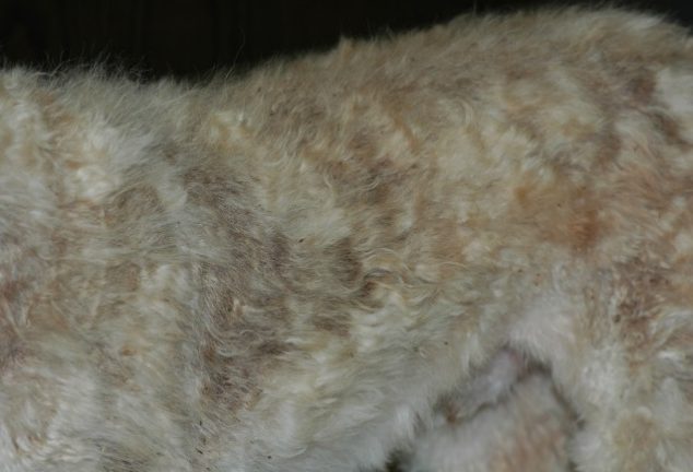 Trunk of a white standard poodle with advanced sebaceous adenitis