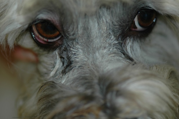 Face of a Havanese dog with sebaceous adenitis