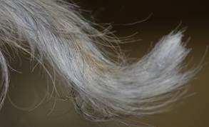 Tail of a Havanese dog with sebaceous adenitis