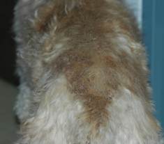 Dorsal trunk of a standard poodle with sebaceous adenitis