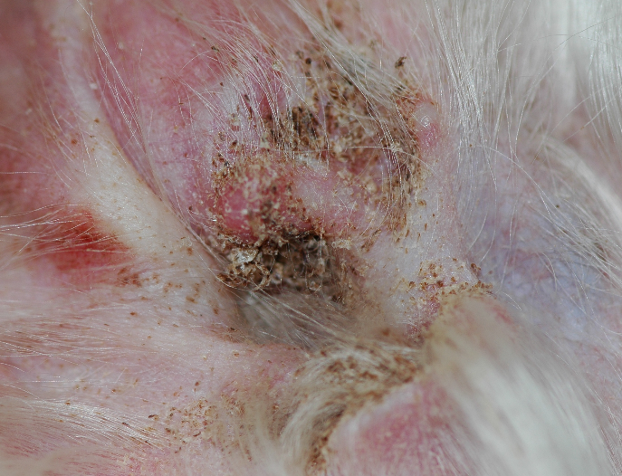 part of the concave pinna and entrance of the ear canal of a Havanese dog with sebaceous adenitis