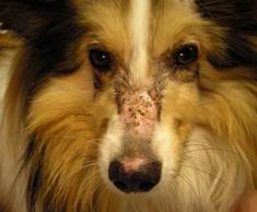 Scarring alopecia and brownish crusts on the dorsal muzzle of a Sheltie with dermatomyositis