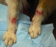 Bilateral alopecia, erythema and focal crusting localized to the carpal regions of the dog above. The skin under the crusts is eroded/ulcerated.