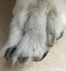 Dog with idiopathic onychomadesis. Notice that the nail of the fourth digit has sloughed.