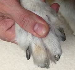 Dog with idiopathic onychomadesis.