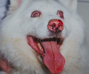 Depigmentation of the nasal planum and lip margin skin of a Samoyed dog with uveodermatologic syndrome. This dog also has bilateral uveitis.