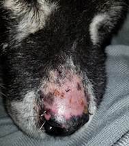 Akita dog with uveodermatologic syndrome