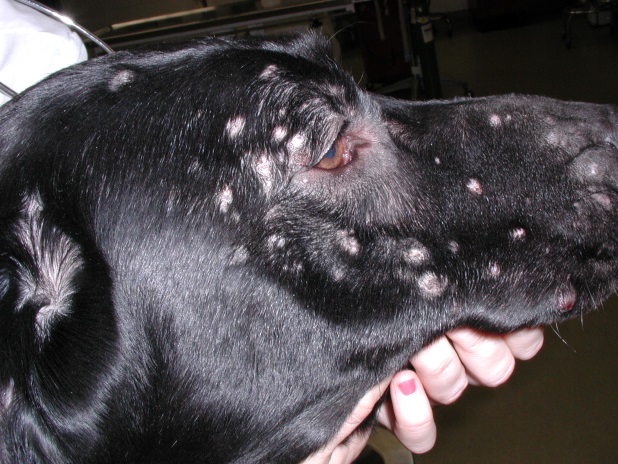 Multiple alopecic papules, nodules and plaques localized to the head of a Labrador retriever with sterile pyogranuloma/granuloma syndrome. Other body regions are also affected.