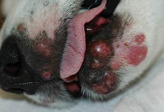 Multiple alopecic and erythematous nodules and plaques of various sizes localized to cranial aspect of the muzzle and chin of a dog with idiopathic sterile pyogranulomatous/granulotous