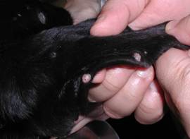 A few alopecic and slightly erythematous papules and nodules localized to the convex aspect of the pinna of a dog with sterile pyogranuloma/granuloma syndrome.