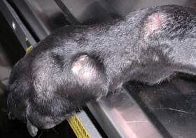 A few large, partially alopecic and slightly erythematous nodules localized to the distal leg and paw of a dog with sterile pyogranuloma/granuloma syndrome.
