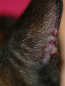 Multiple alopecic and erythematous nodules localized to the convex aspect of the pinna of a cat with idiopathic sterile pyogranulomatous/granulomatous syndrome.
