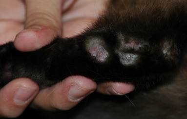 Multiple alopecic and erythematous nodules and plaques localized to the inner aspect of the hind legs of the cat above. Fine scales are covering the surface of some lesions giving them a whitish appearance.