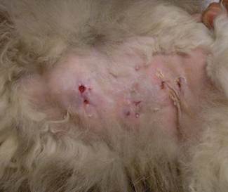 Multiple ill-defined subcutaneous nodules localized to the ventral abdomen of a cat with fast-growing Mycobacteria infection. Some nodules are draining through skin tracts. The lesions are firm and very