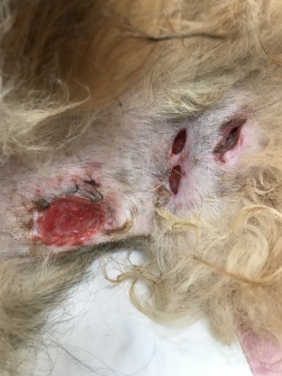 A Shetland sheep dog with severe idiopathic sterile nodular panniculitis.