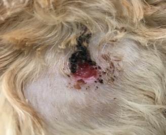An ulcerated ill-defined deep nodule in a dog with idiopathic sterile nodular panniculitis.