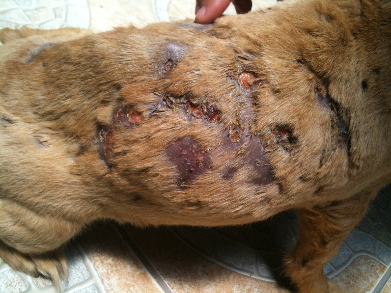 Multiple ulcerated lesions distributed along the trunk of a mixed-breed dog with idiopathic sterile nodular panniculitis. The alopecic, hyperpigmented areas are scars.