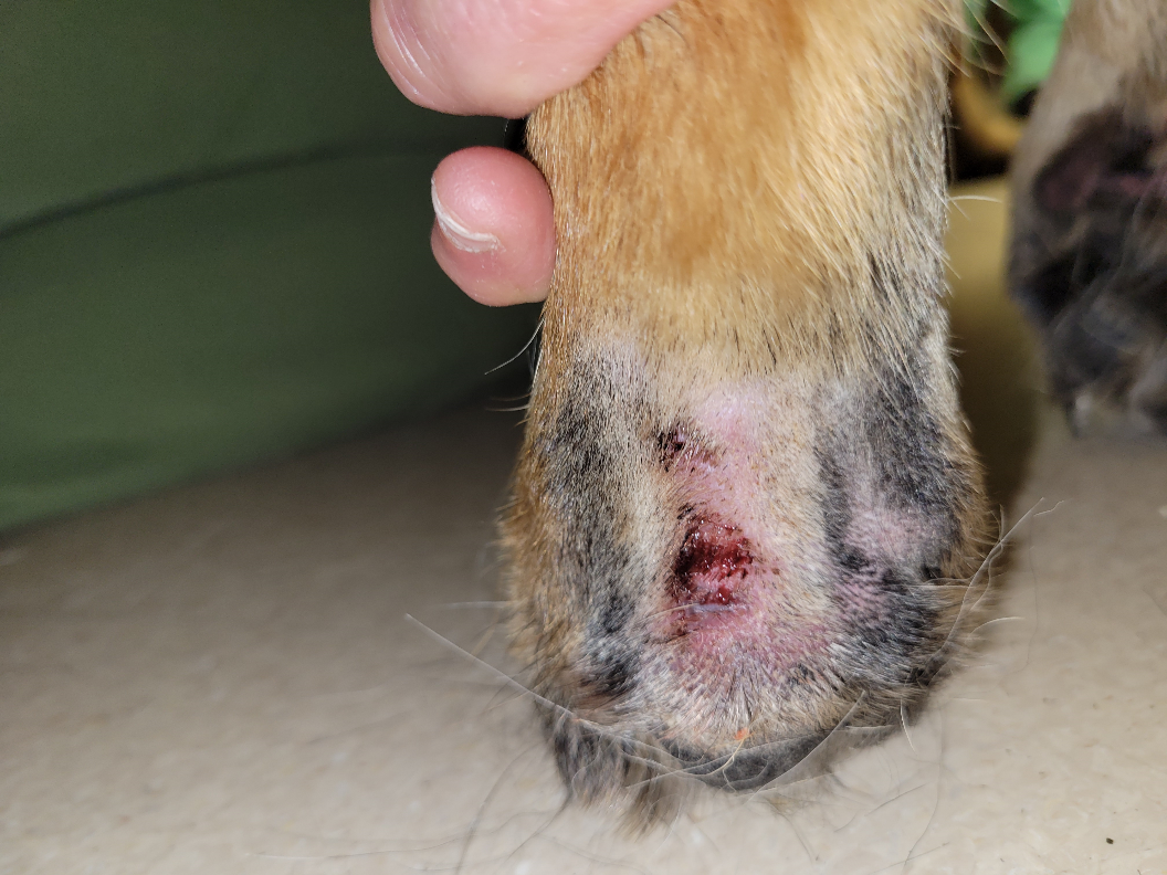 Il-defined nodules on the metatarsal area of a German shepherd dog.