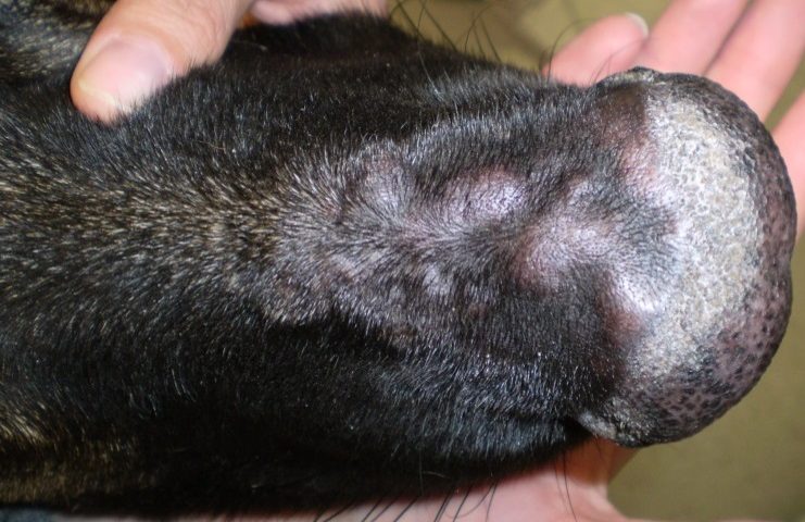 Multiple, single to coalescing slightly erythematous and alopecic nodules localized to the dorsal aspect of the muzzle of a dog with cutaneous reactive histiocytosis. This dog has similar lesions in other parts of the body.