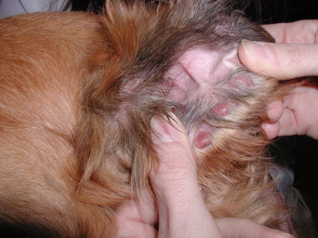 Multiple alopecic and erythematous nodules localized to the concave aspect of the pinnae of a golden retriever with cutaneous histiocytosis. These lesions are also present on the trunk.
