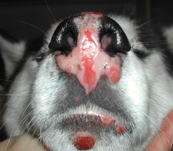 Depigmented infiltrative nasal planum lesion associated with multifocally ulcerated areas in a dog with cutaneous reactive histiocytosis. An ulcerated nodule is present on the chin and two smaller ones on the lower lip margin. This dog has similar lesions on the neck and trunk.