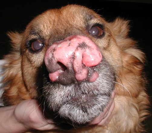 Deformed and depigmented nasal planum of a golden retriever dog with systemic reactive histiocytosis. An isolated erythematous and alopecic nodule is present on the left aspect of the cranial muzzle. The disease has disseminated to the lymph nodes, spleen and liver of this dog