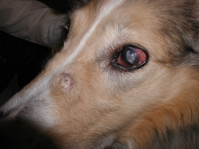 A collie dog with systemic histiocytosis. Notice that the sclera is red and swollen by the infiltration of primarily reactive histiocytes. Lymph nodes, spleen, and bone marrow are affected.