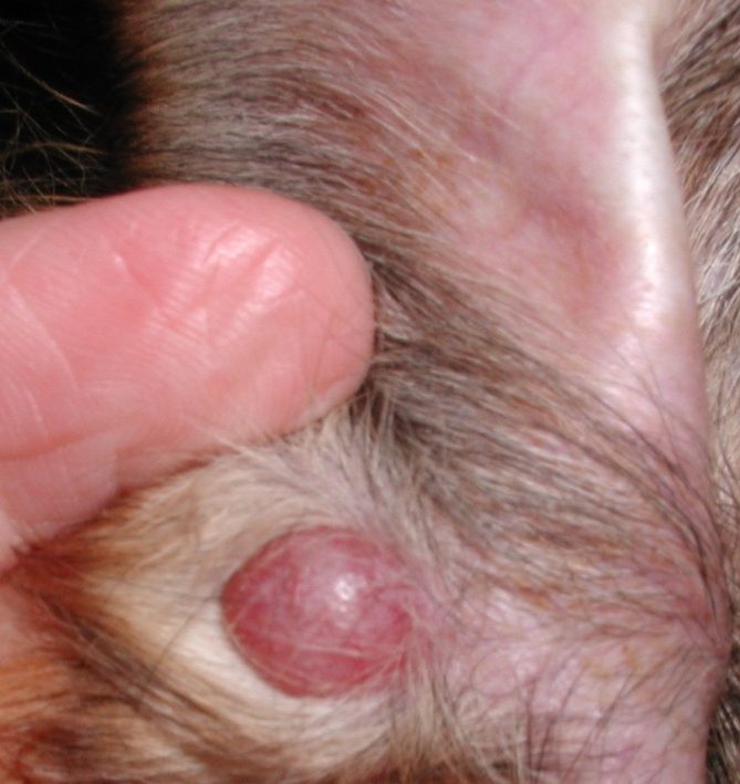 Histiocytoma on the concave aspect of the pinna of a Shetland sheep dog.