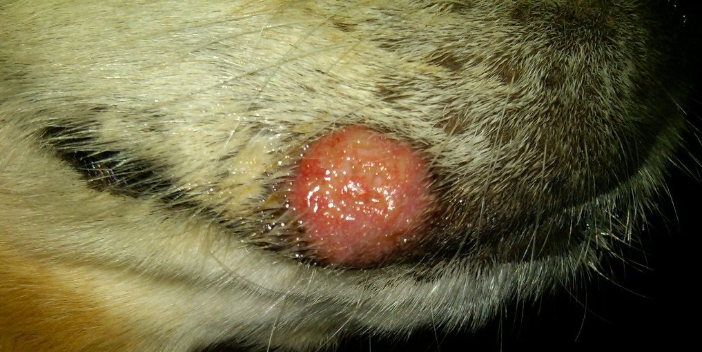 Regressing histiocytoma on the lateral muzzle of a 2-year old cocker spaniel. The ulcerated surface as shown in the photo is an indication of regression.
