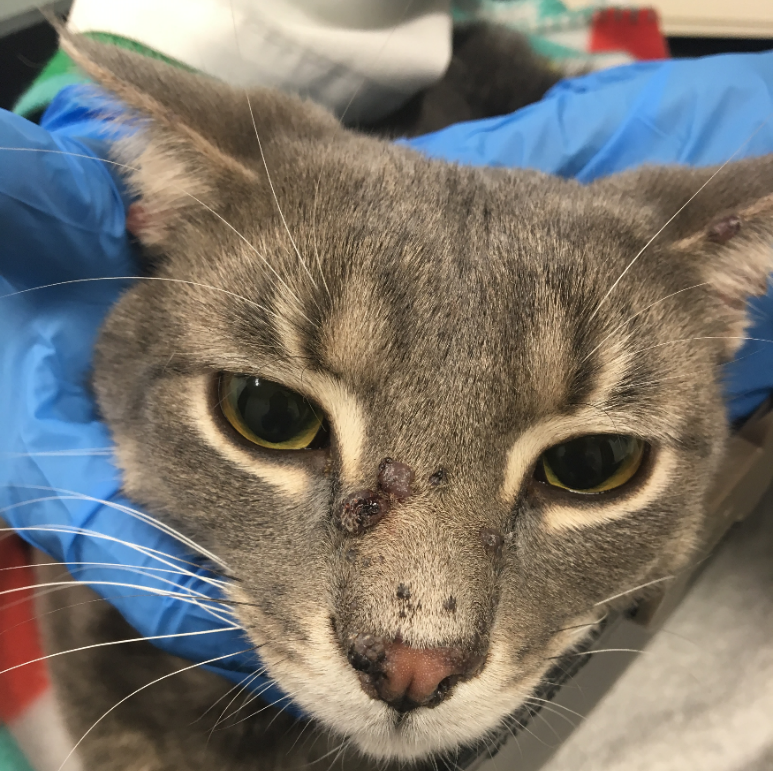 Various small nodules, papules and plaques on the dorsal muzzle of a cat with progressive histiocytosis. One plaque is ulcerated. A nodule is also located at the margin of each pinna and a nodule/plaque is present at the dorsal lateral aspect of the nasal planum on the right side.