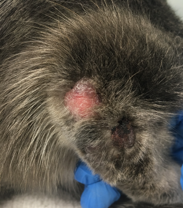 A large erythematous and alopecic nodule covered with fine adhered scales is present adjacent to the right hock of the cat above. An ulcerated plaque covered with a dark-color crust is on the lateral aspect of the hock.