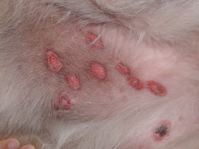 Multiple oval lesions with an eroded center present on the abdomen of a dog with EM major. The oral and mucosae also had eroded/ulcerative lesions.