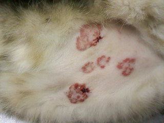 Single to coalescing arciform to serpiginous lesions on the abdomen of a dog with EM minor. No mucosal sites were affected.