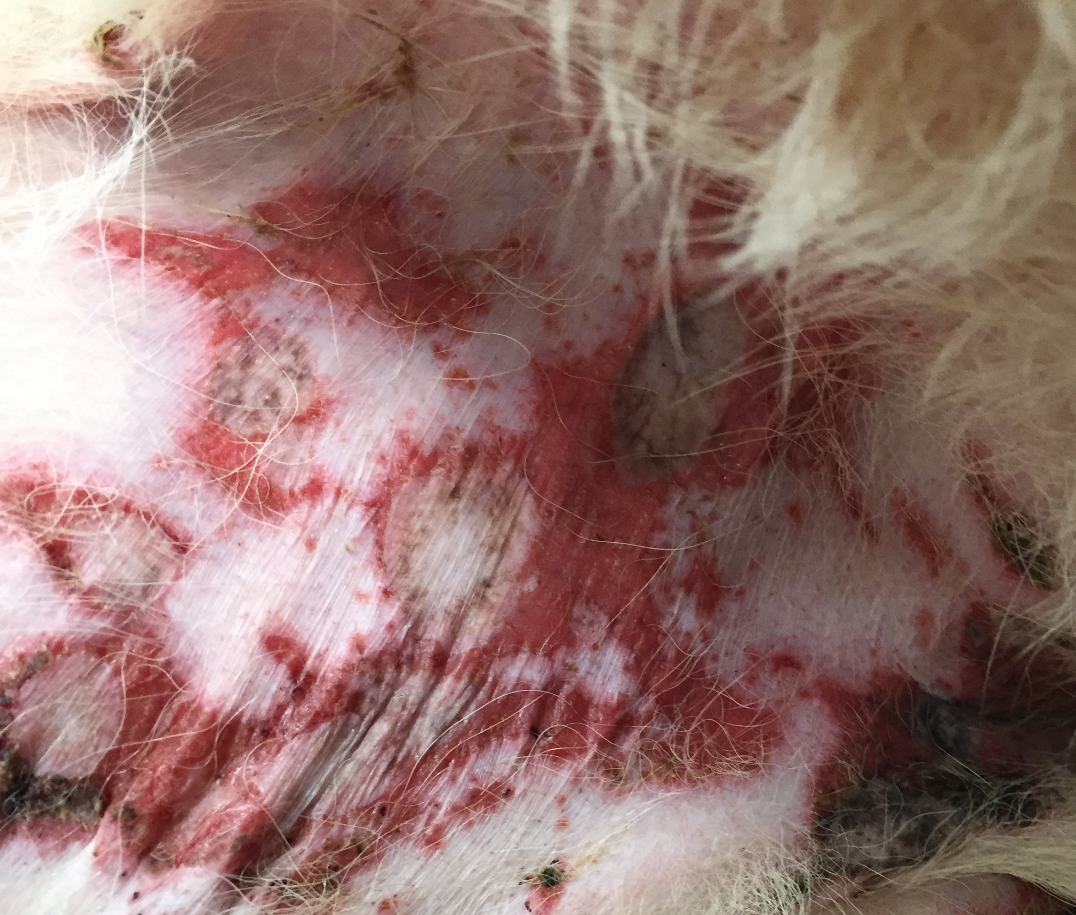 Eroded to ulcerated lesions with a clear center resembling a “target lesion”. This dog was diagnosed with EM major because more than one mucosal area was affected.