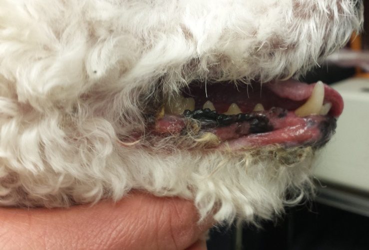 Eroded to ulcerated lesions along the lower lip of a dog with EM major. Similar lesions were also present on the trunk and oral genital mucosae. The dog was lethargic and had a decreased appetite.
