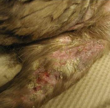 Diffuse erythema and thick “keratotic” crusts in a dog with hyperkeratotic EM.