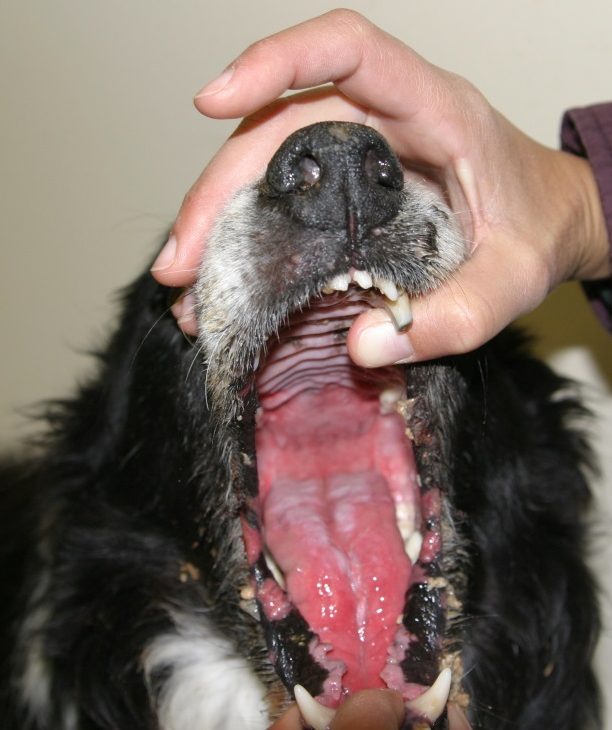 Extensive ulcerated lesions in the palate, tongue and lip margins of a dog with SJS/TEN. Similar lesions are also present in many parts of the dog’s body covering more than 50% of the surface area.