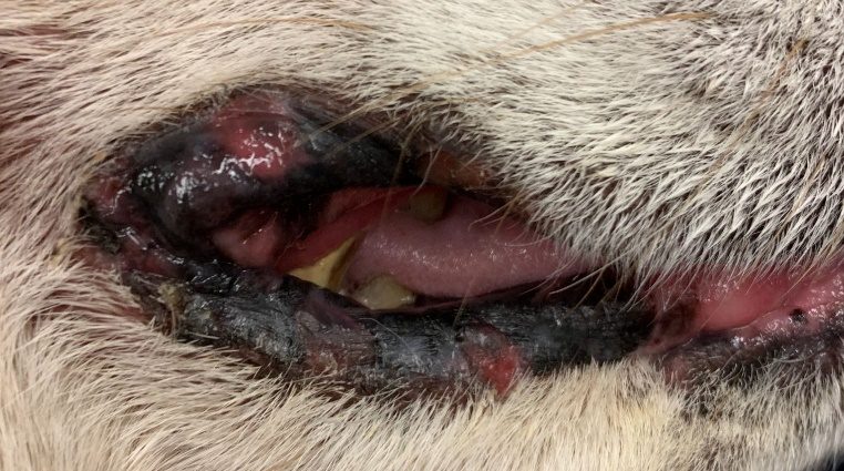 Multifocal areas of ulcerations localized to the lip margins of the Labrador retriever with TEN shown above.
