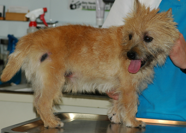 Classical rabies vaccine reaction localized to the lateral aspect of the right thigh. Rabies vaccine is conventionally given at this site.