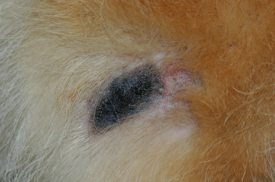 Close up view of the lesion on the dog above. Notice the alopecia erythema and hyperpigmentation. The affected area is slightly bulged. The lesion does not bother the dog and it can be an accidental finding in dogs with long coats.