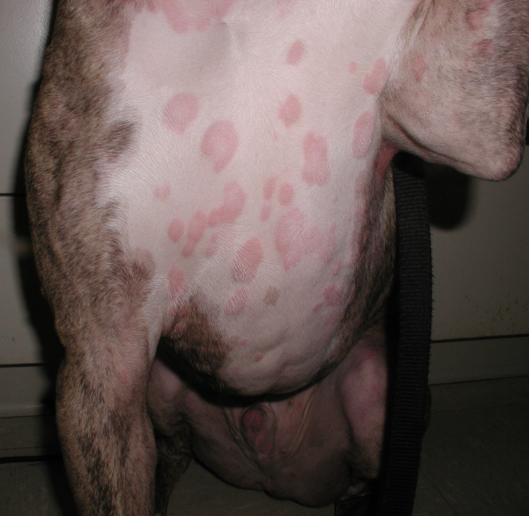 Multiple polymorphic urticarial lesions on the trunk and legs of a boxer. These lesions developed about 14 days after starting cephalexin for the treatment of superficial pyoderma.