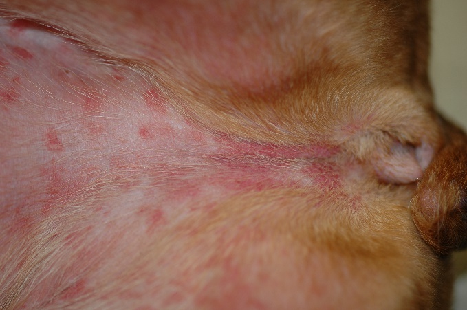 Multifocal erythematous papules and macules on the abdomen of a dog. The lesions developed with 10 days of starting treatment with sulfamethoxazole trimethoprim for treatment of pneumonia.