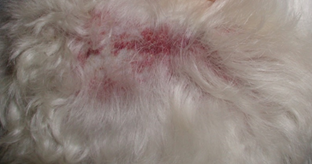 This dog developed immune-mediated thrombocytopenia and cutaneous vasculitis presumed to be triggered by sulfonamide therapy. Notice the purpuric macules on the dorsum. These lesions were also present in various parts of the body including the face. They do not blanch when pressure is applied to the skin indicating blood extravasation in the dermis.