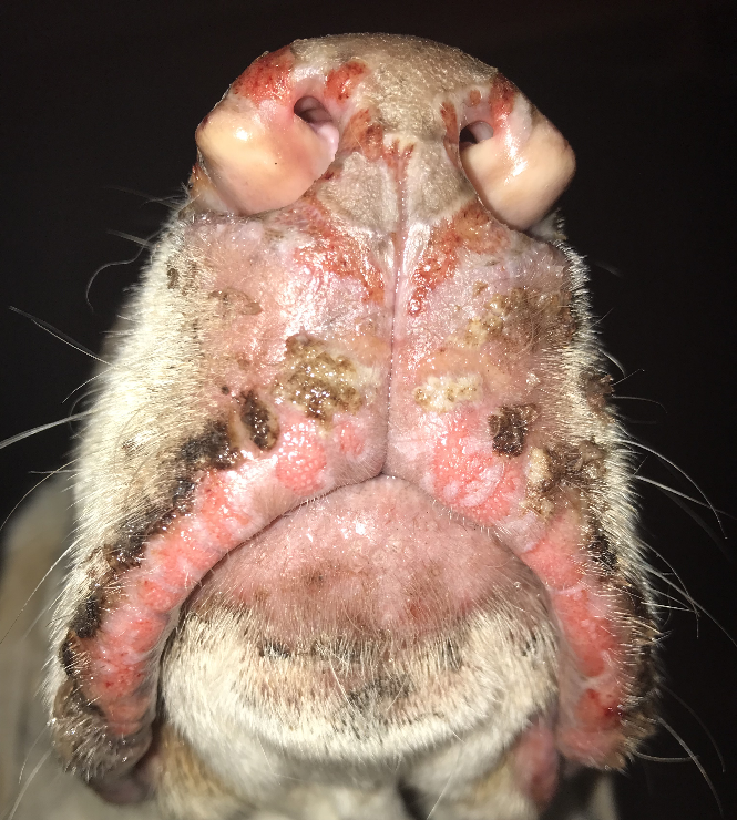 This dog developed ulcerative lesions localized to multiple parts of the body including the oral mucosa. Lesions developed rapidly after a few days of starting sulfamethoxazole trimethoprim to treat a urinary tract infection. The dog had been treated with this antibiotic before and likely became sensitized to some of its components. The history clinical signs and histopathological results supported a diagnosis of toxic epidermal necrolysis (TEN)