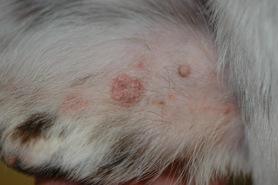 Erythematous plaques covered with fine scales on the abdomen of a dog with atopic dermatitis being treated with cyclosporine. These lesions are believed to be an unusual presentation of superficial pyoderma and respond to antibiotic therapy. This condition is called psoriasiform lichenoid-like dermatitis and is an example of an immunosuppressive drug interacting with an infectious agent.
